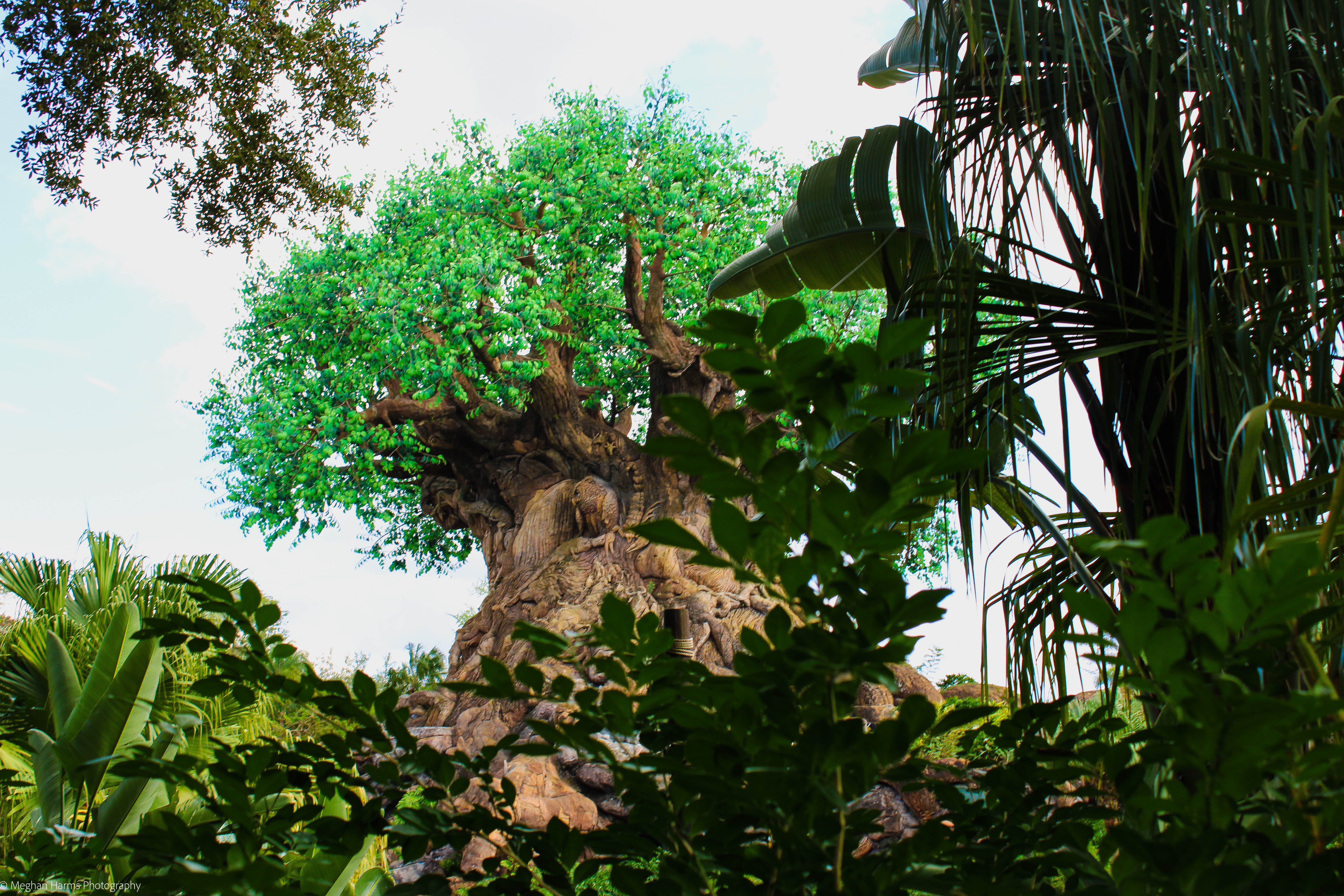 Massive green tree with big brances in the background and tropical plants in foreground covering half of it